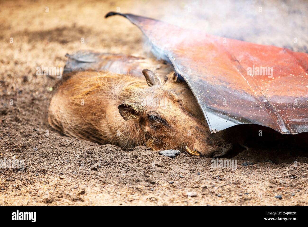 Warthogs, die Wärme bei einem Lagerfeuer im Milwane Wildlife Sanctuary, Eswatini (Swasiland) suchen Stockfoto