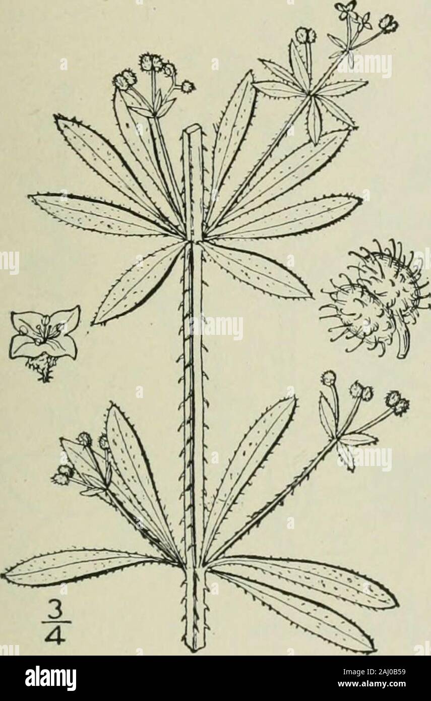 Eine Illustrierte Flora von der nördlichen USA, Kanada und die britischen Besitzungen: von Neufundland zu den Parallelen der südlichen Grenze von Virginia und vom Atlantik westwärts nach dem 102 Meridian. CTenus 7. Krapp Familie. 259 3. Galium tricorne Stokes. Grobe großfrüchtige CornBedstraw. Abb. 3930. Galium tricorne Stokes; Mit. Bot. Arr. Brit. PI. Ed. 2, i: 153 - 1787 - eher Stout, decumbent oder Aufsteigend, 6-i 2 hoch, einfache, oder wenig verzweigte. Stammzellen rauh mit reflexedprickles; Blätter in 6s oder 8s, lineare oder eng oblan - ceolate, ich lang oder weniger, 1 V-2 breit, roughon mucronate, die Stockfoto