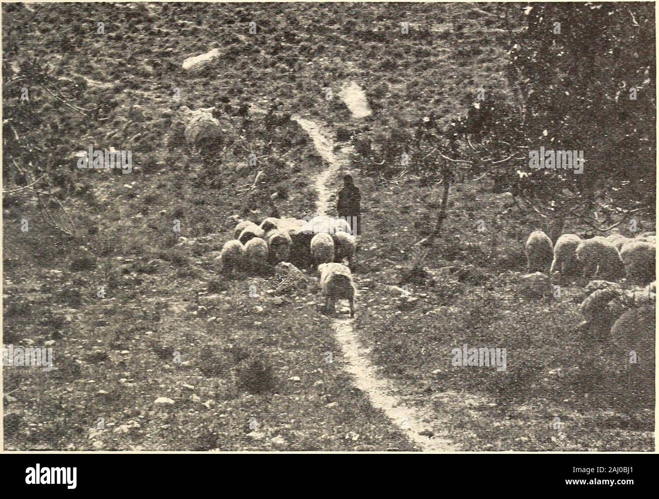 Wanderungen in der biblischen Länder. Östlich von Jordanien 197. Eine östliche Hirten und Schafe weiden, als die westlichen Palästina, die whyReuben war und zu den Söhnen Gad und zu dem halben Stamm Manasse, 1 sehr viel Vieh hatte, also naturallysought ihr Erbe hier. 1 Um die extreme von steht es dem alten und prächtigen Stadt Damaskus, umgeben von dreißig Meilen von Aprikose Waldungen - wirklich, asthey in Syrien, ein Diamant in smaragde Satz sagen. Ap-aus dem Libanon proached im Nord-westen, entlang thevalley der Fluß Barada, die Abana der Bibel (thePharpar erhebt sich auf der süd-west), 2 an einem Punkt auf einem lof Stockfoto