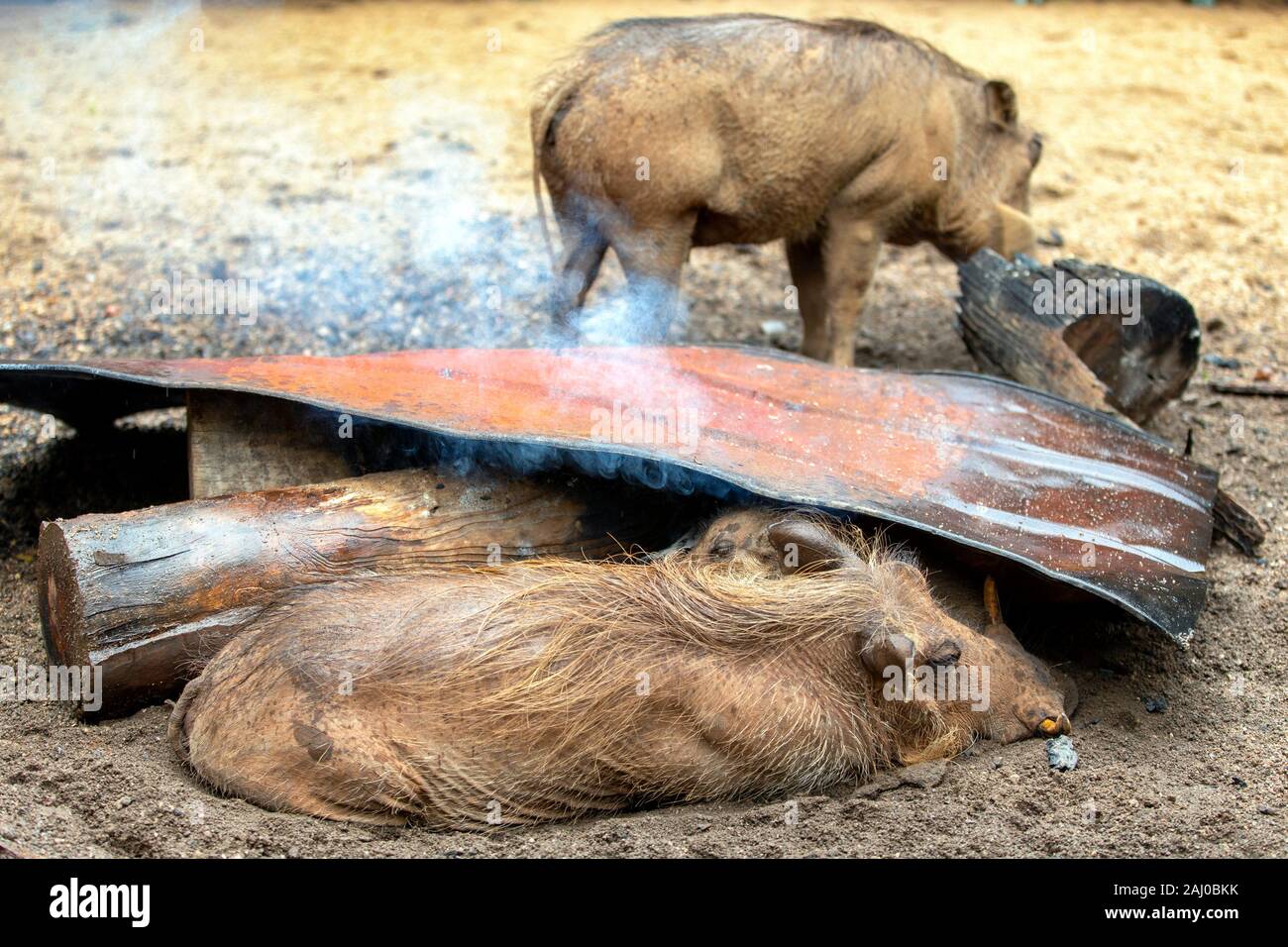 Warthogs, die Wärme bei einem Lagerfeuer im Milwane Wildlife Sanctuary, Eswatini (Swasiland) suchen Stockfoto