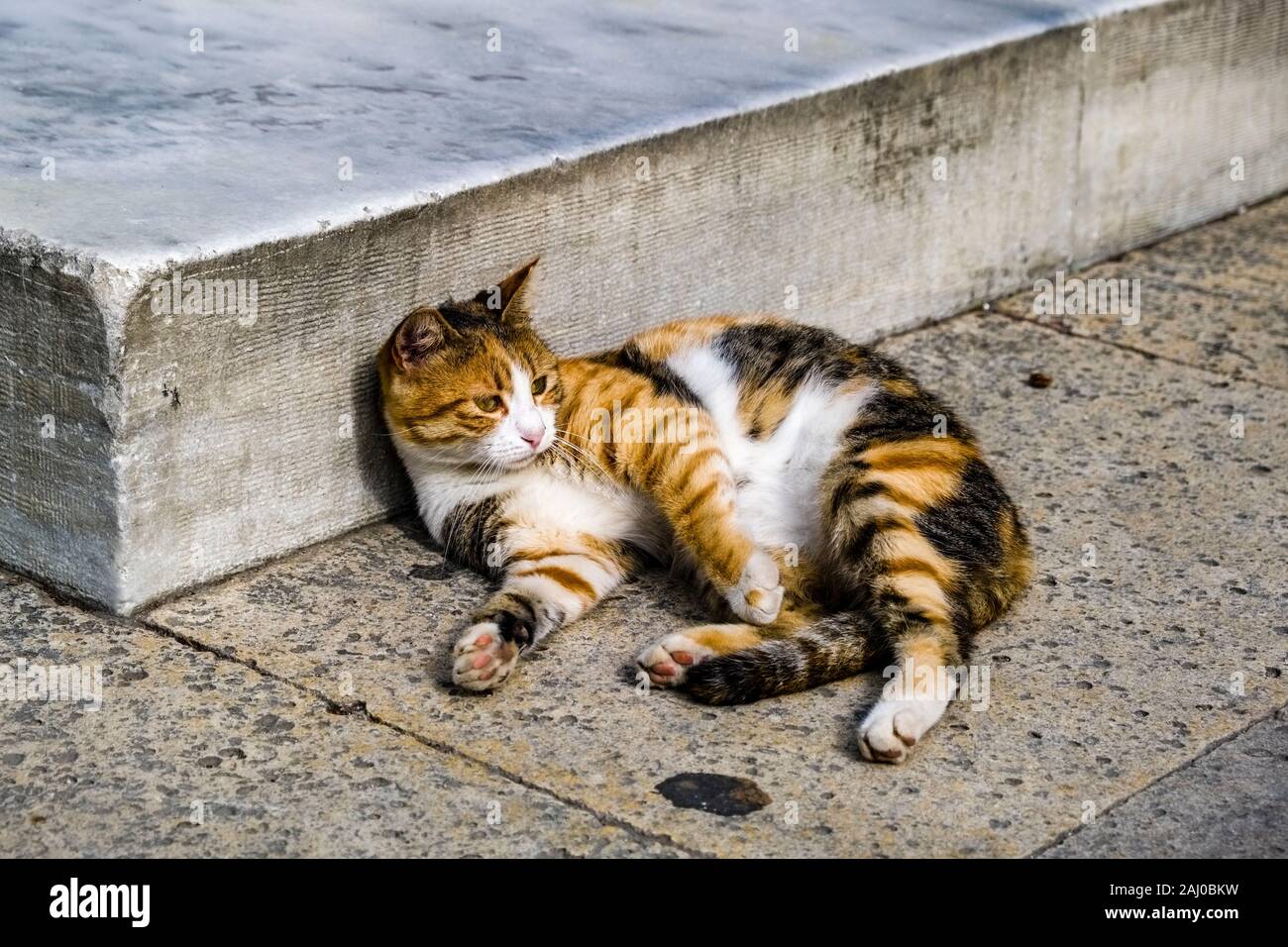 Eine süße Katze ist entspannend auf dem Bürgersteig vor der Süleymaniye Moschee, Süleymaniye Camii Stockfoto