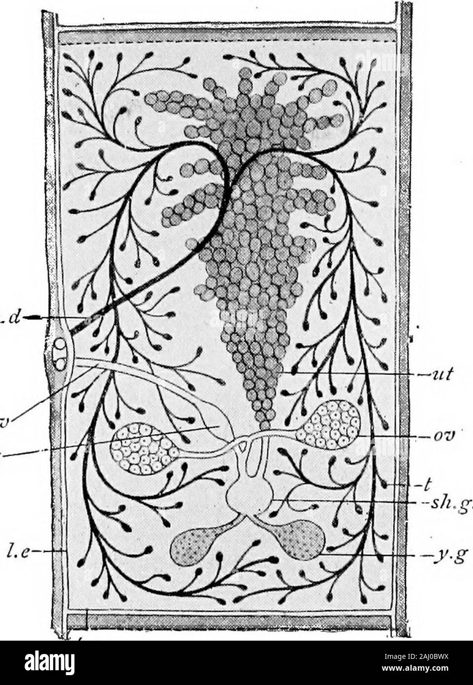 Grundzüge der Zoologie. lt stateit ist oft viele Meter in der Länge, und wird durch den Kopf an die Wand des Darmes. Der Kopf trägt vier suckersand eine Krone von Haken, und die Knospen aus einer langen Kette von Gelenken, welche komplexe Geschlechtsorgane entwickeln, wie Sie weiter und weiter vom Kopf getshunted. Die letzte von thejoints oder proglottides befreit ist (einzeln oder zusammen withothers) und übergibt sie den Darm von seinem Host dieäusseren. Es hat einige Macht der Muskelkontraktion und Bewegung, und es ist mit wenig Embryonen withiniirm Eierschalen aufgetrieben. Wenn die proglottis Brüche, diese Ar Stockfoto