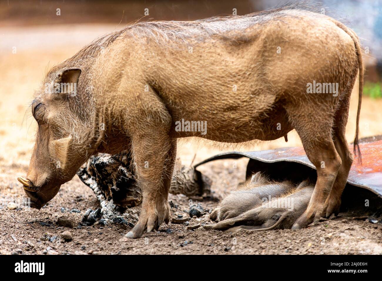 Warthogs, die Wärme bei einem Lagerfeuer im Milwane Wildlife Sanctuary, Eswatini (Swasiland) suchen Stockfoto