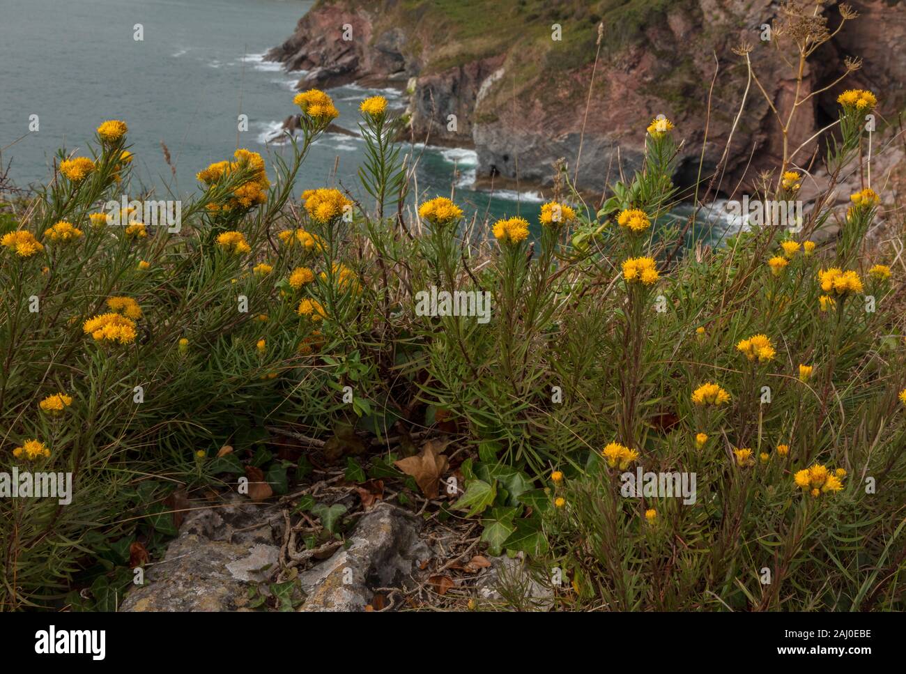 Goldlöckchen aster linosyris, Galatella, in der Blume auf den Kalkfelsen der Berry Head, South Devon. Sehr selten in Großbritannien. Stockfoto