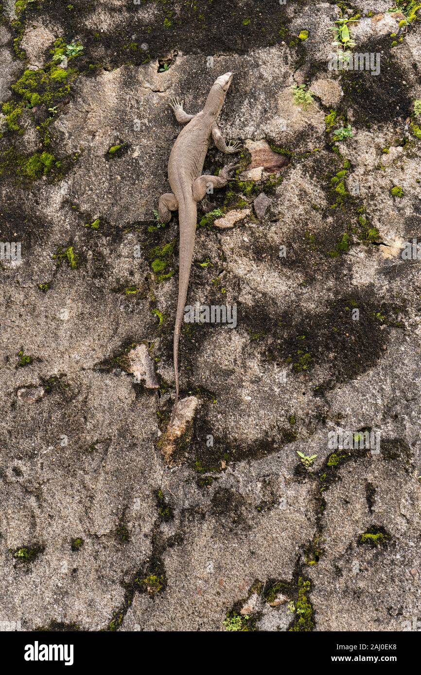 Große Warane kriegt auf einer Steinmauer Stockfoto