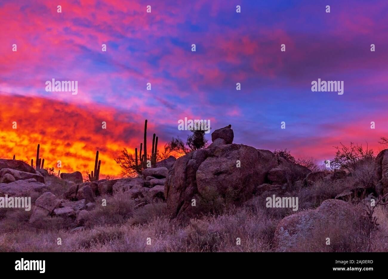 Eine lebendige und feurigen sunrise Wüste Landschaft mit Felsen und Kaktus in Scottsdale AZ Stockfoto