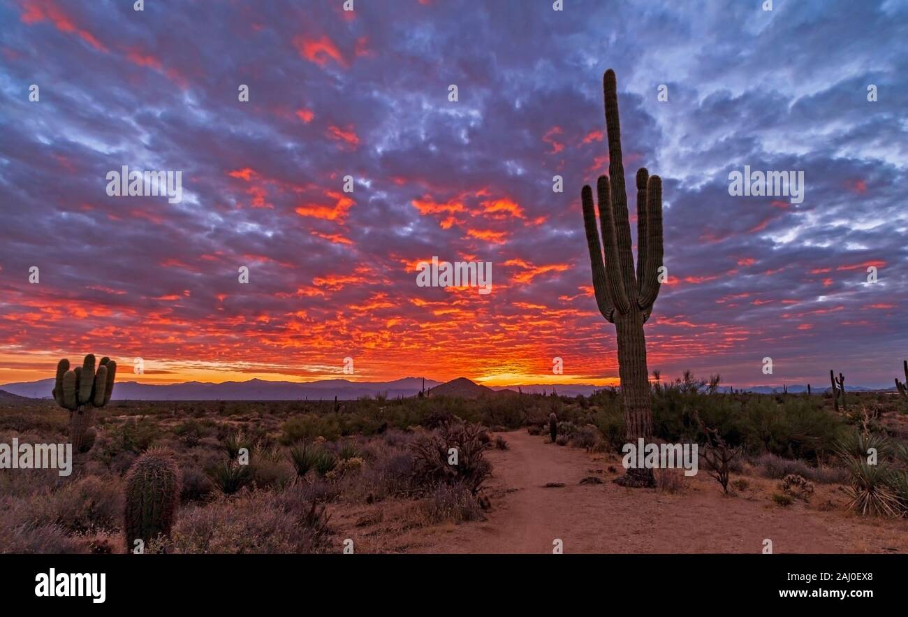 Ein großer Saguaro Kaktus entlang einer Wüste Wanderweg bei Sonnenaufgang Zeit in Arizona. Stockfoto