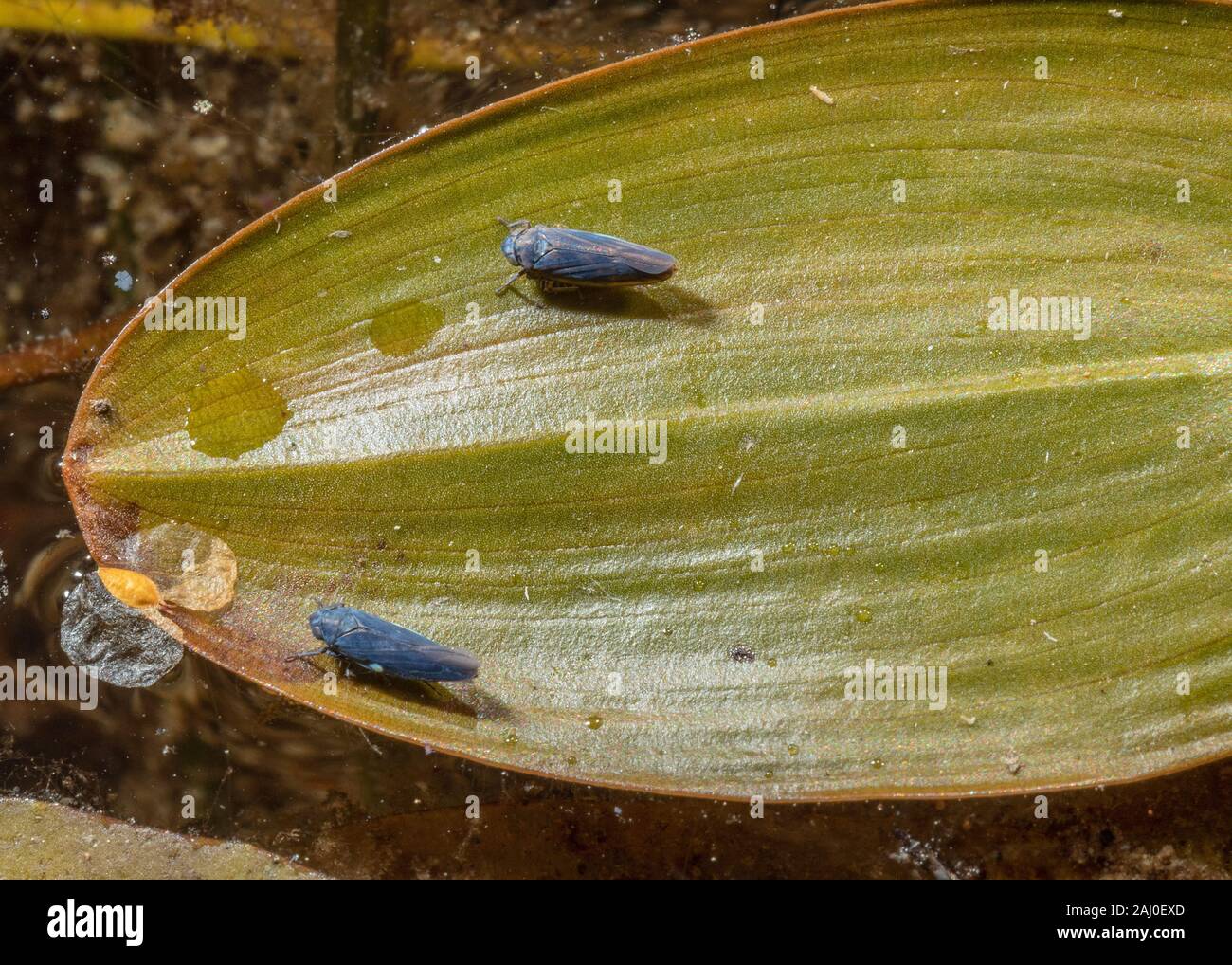 Pondweed Leafhopper, Macrosteles cyane, auf ihre Nahrung - Pflanze, Breitblättrigen Pondweed, unter Natans, Purbeck, Dorset. Stockfoto