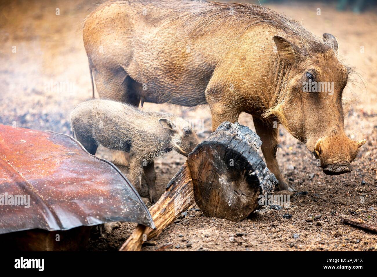 Warthogs, die Wärme bei einem Lagerfeuer im Milwane Wildlife Sanctuary, Eswatini (Swasiland) suchen Stockfoto