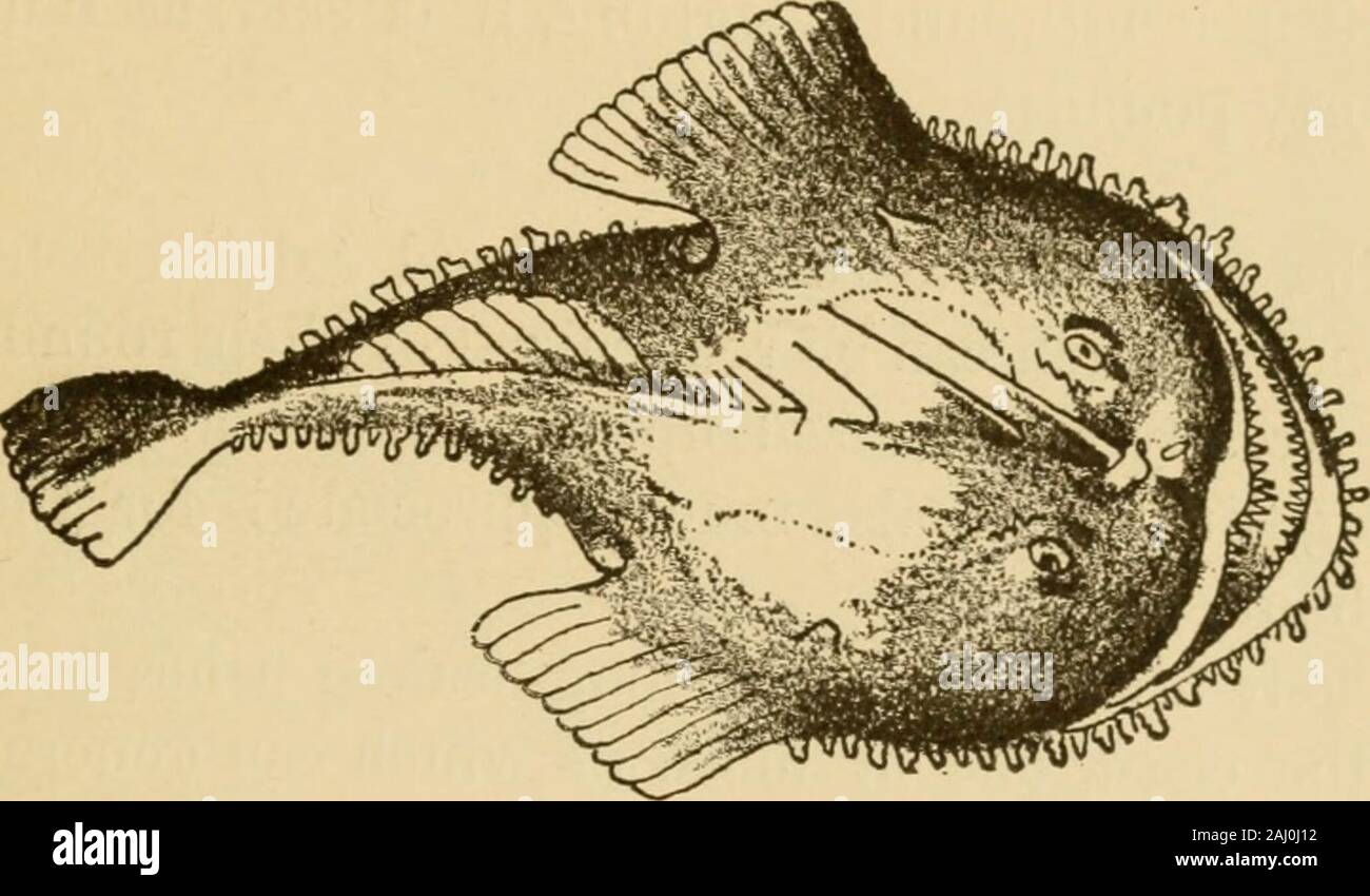 Das tierische Leben unserer Küste mit besonderem Bezug auf die New Jersey Küste und dem südlichen Ufer von Long Island. Kröte - Fisch. und abstoßend - aussehendes Tier, etwas in Theappearance einer Kröte, woher der Name. Die de-Kündigung, mit der es auf hält zu jedem objectthat Es ergriffen haben mag, hat es angesichts der nameof Meer bull-dog. Er bewohnt hauptsächlich die Auster - Betten, wo die Jungen machen sich auf die kostenfreie Nutzung des emptyshells Für ihren Wohnsitz. Die Angeln - Frosch [Lophius piscatorius), auch so genannte von der Ähnlichkeit zu einem batrachian, aber einige COASTWISE FISCHE. ^23 Die eine Familie disti sehr Stockfoto