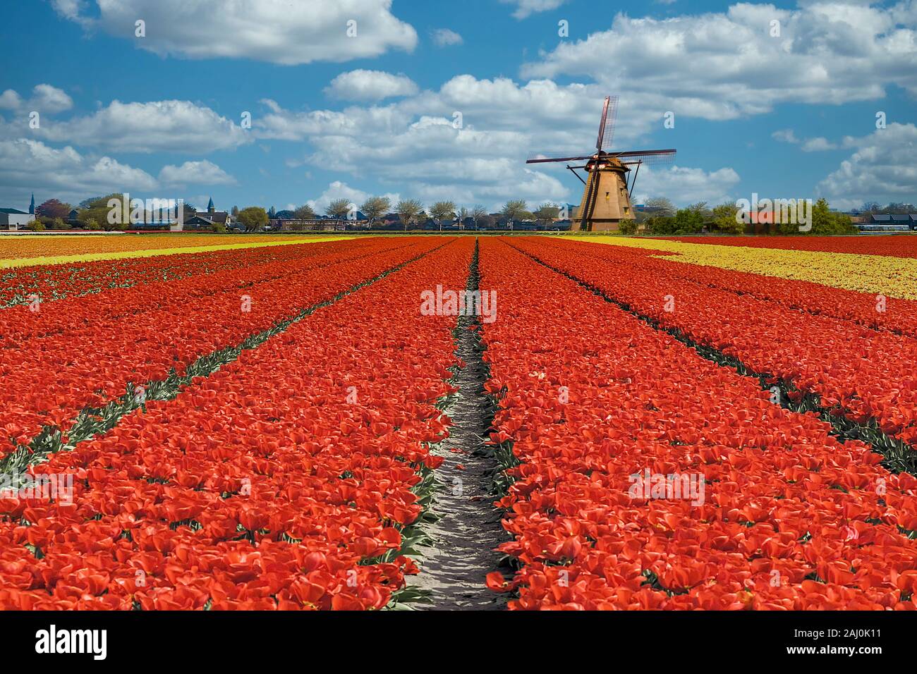 Schöner Frühling Tulpenzwiebeln Bauernhof im Keukenhof Lisse und holländische Stadt, einer der bekanntesten touristischen Ort der Niederlande Stockfoto