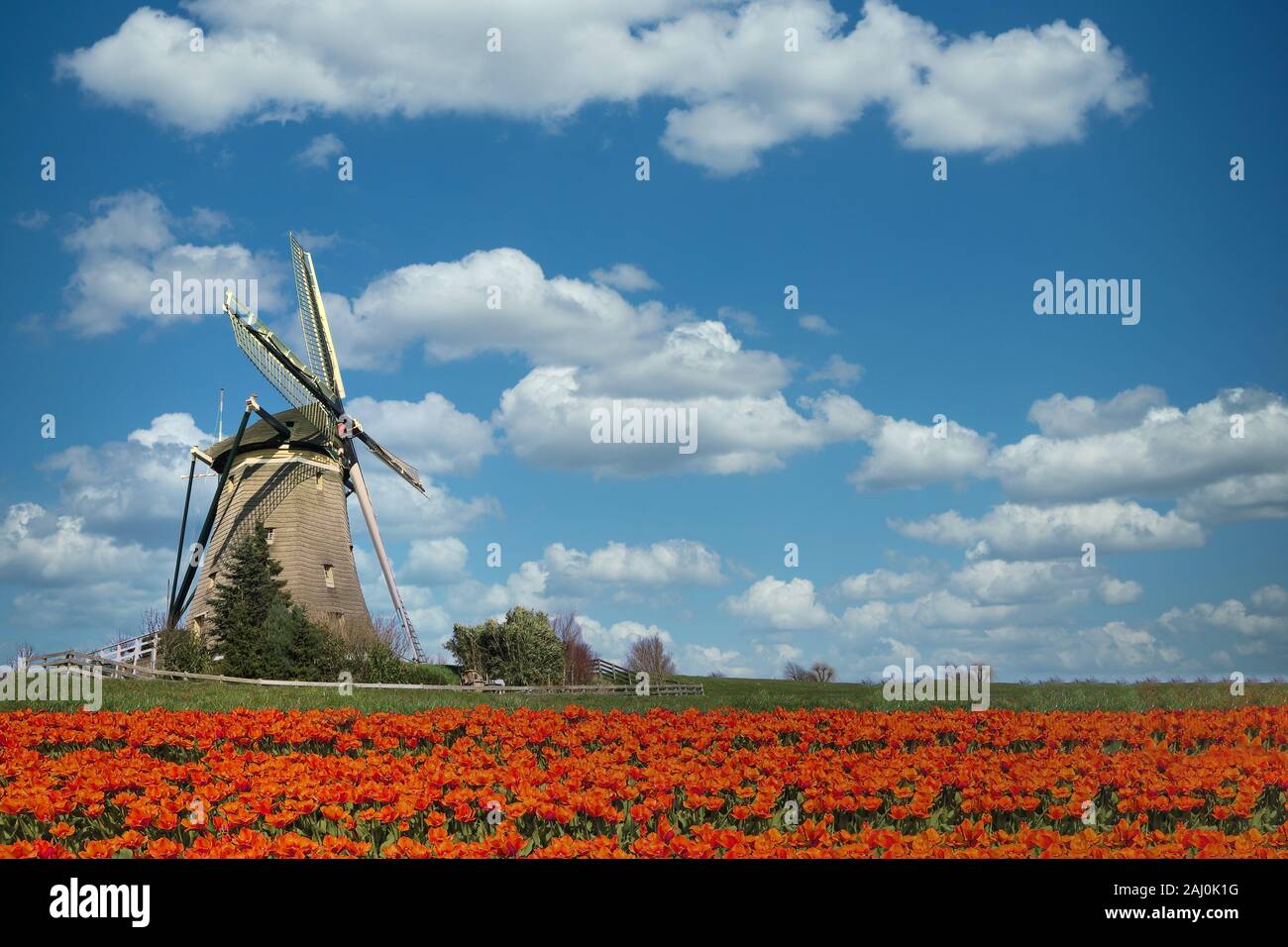 Bunte niederländische Tulip Farm verschachtelte zu einem majestätischen Windmühle unter einem sonnigen Wetter im Frühling Stockfoto