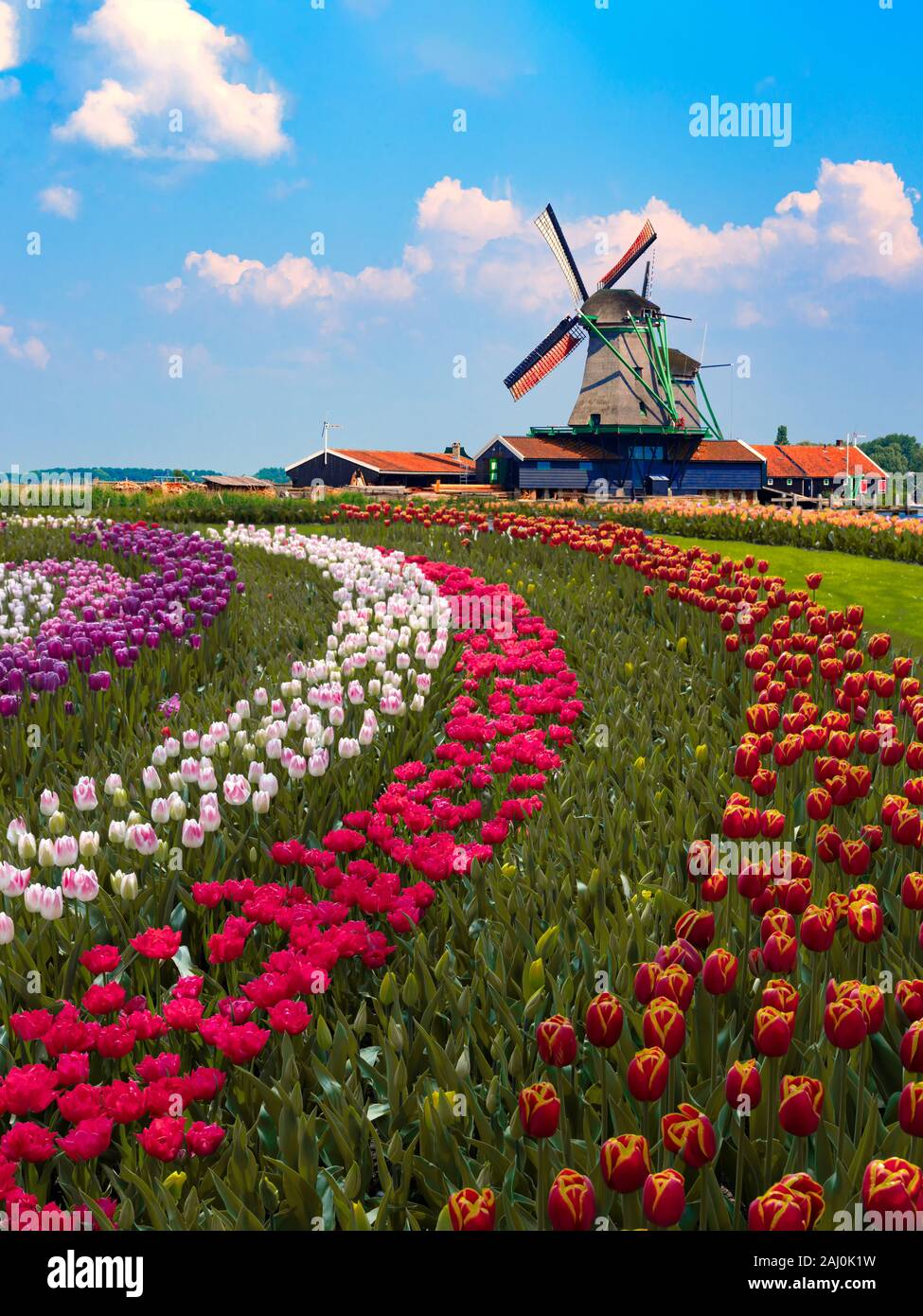 Bunte niederländische Tulip Farm verschachtelte zu einem majestätischen Windmühle unter einem sonnigen Wetter im Frühling Stockfoto