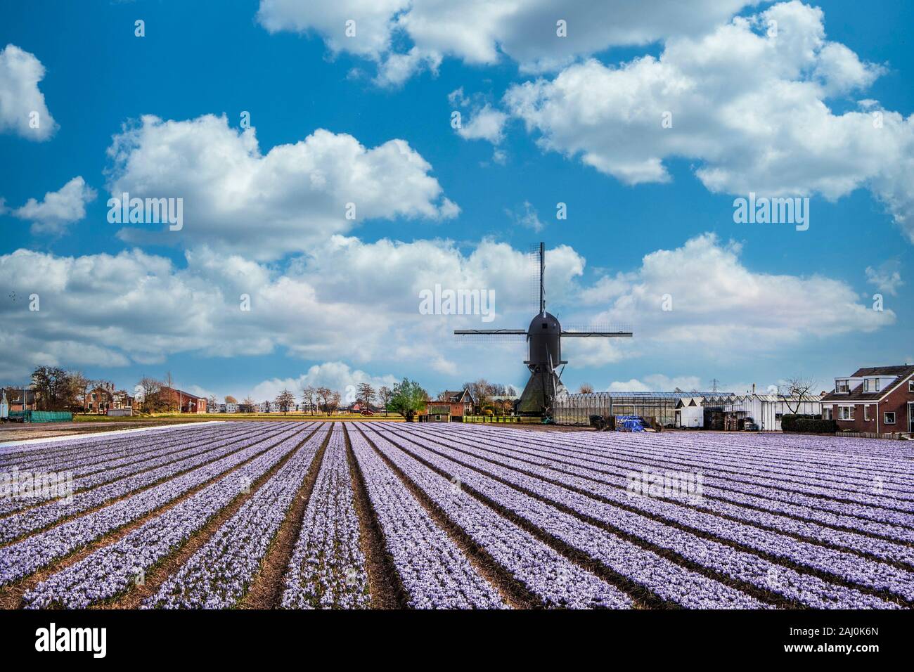 Gänse fliegen über eine typisch holländische Landschaft Landschaft mit Mühle und Tulip und hyacinthes Glühlampe Farm Stockfoto