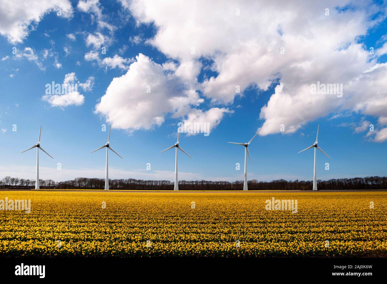 Schöne Narzissen Glühlampe Bauernhof mit Windkraftanlagen Strom Generator für eine nachhaltige Welt Stockfoto