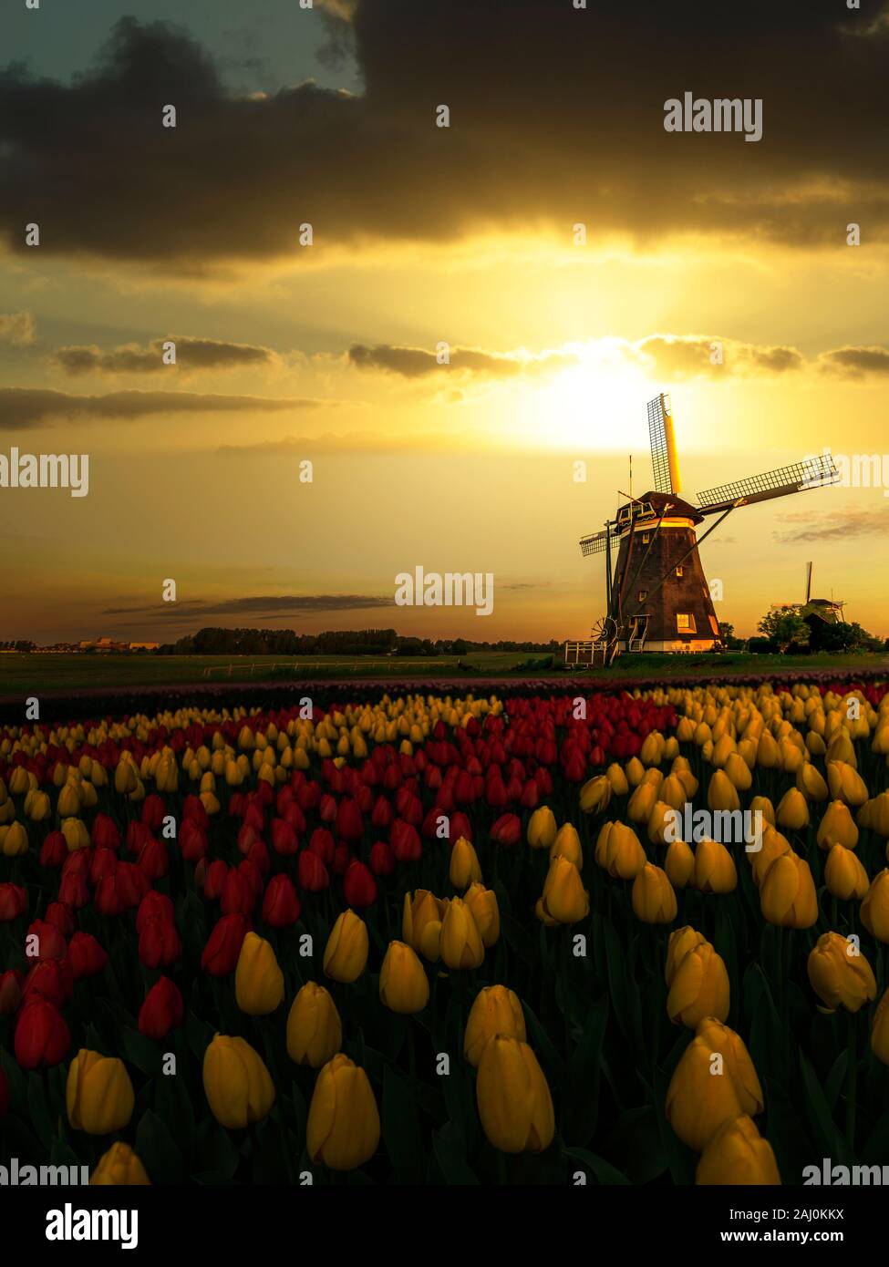 Niederländische Frühjahr Sonnenuntergang auf die Windmühlen und Tulpen Bauernhof mit roten und gelben Tulpen Blumen Blüten Stockfoto
