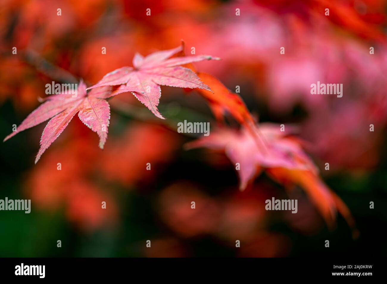 Japanischer Ahorn rot treibt gegen einen unscharfen Hintergrund der Ahorn Baum im Herbst Stockfoto