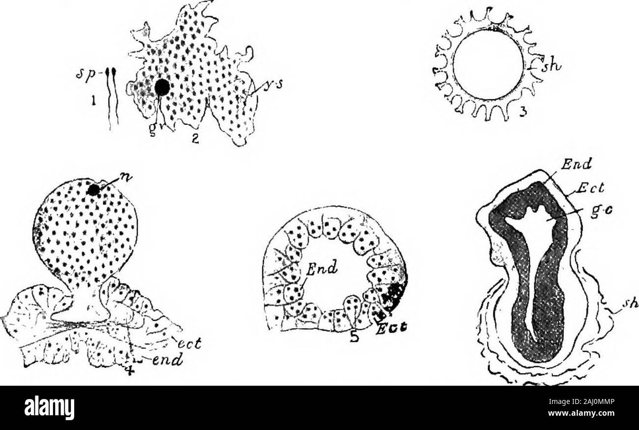 Grundzüge der Zoologie. n seltene Fälle in H, Viridis, H. fusca, und H. grisea Es gibt zwei Eizellen; in H. dicecia kann Es beseveral. Entwicklung. - Die Eizelle von Hydra ist die erfolgreiche zentrale Cellin den Eierstock. Es ist auf den ersten amoeboid, und sie wird immer morerich auf Kosten seiner Nachbarn. Ihre bleibt (vielleicht Kerne) 148 STAMM CCELENTERA. Innerhalb der Eizelle als yolli Kügelchen oder pseudo-Zellen ansammeln. Einige Eigelb-Granulate, innerhalb der Eizelle gebildet, in pseudo coalesce Mai - Zellen eines anderen Typs. Mit Zunahme der Größe der Eizelle Änderungen von itsform amoeboid Kuchen - wie, und von diesem zu sphärischen. Stockfoto