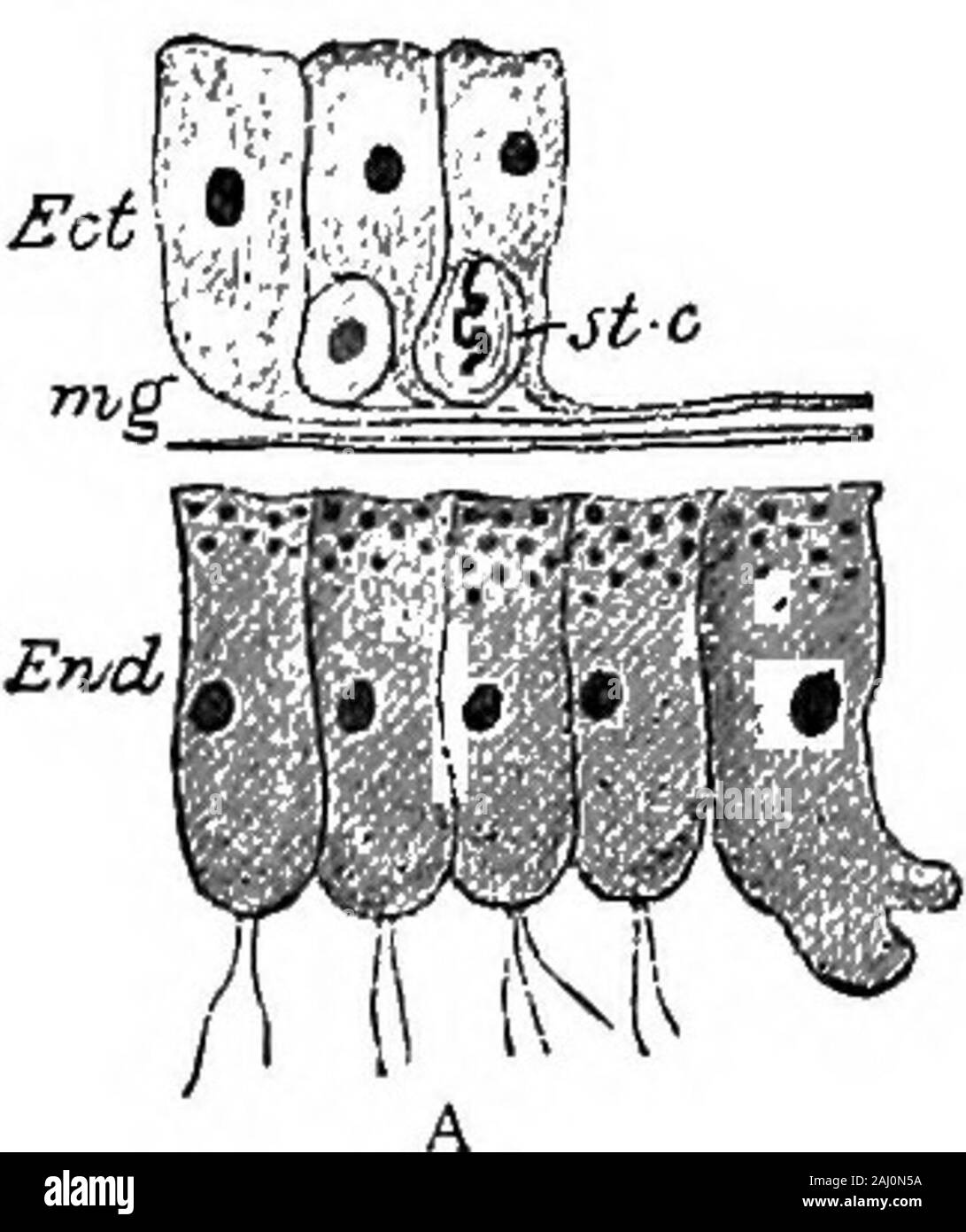 Grundzüge der Zoologie. verlängert, kann viel mehr sein als Körper. Der Mund ist leicht auf einer Disc oder hypostome angehoben. Der zwei Schichten von Zellen, die die Äußeren oder ektoderm trans-parent, der inneren oder endoderm enthält in der Regel abundantpigment. Auf den tentakeln vor Allem, auch mit geringer Leistung, kann man zahlreiche Klumpen von klaren Nesselzellen sehen. Themale Organe erscheinen als ectodermic Protuberanzen eine shortdistance unterhalb der Grundlagen der Fangarme, die Eierstöcke, miteinem einzigen Eizelle, ist eine größere Prall weiter unten. Beide maleand weiblichen Organe kann auf demselben Tier, eitherat einer Zeit oder zu verschiedenen Tim auftreten Stockfoto