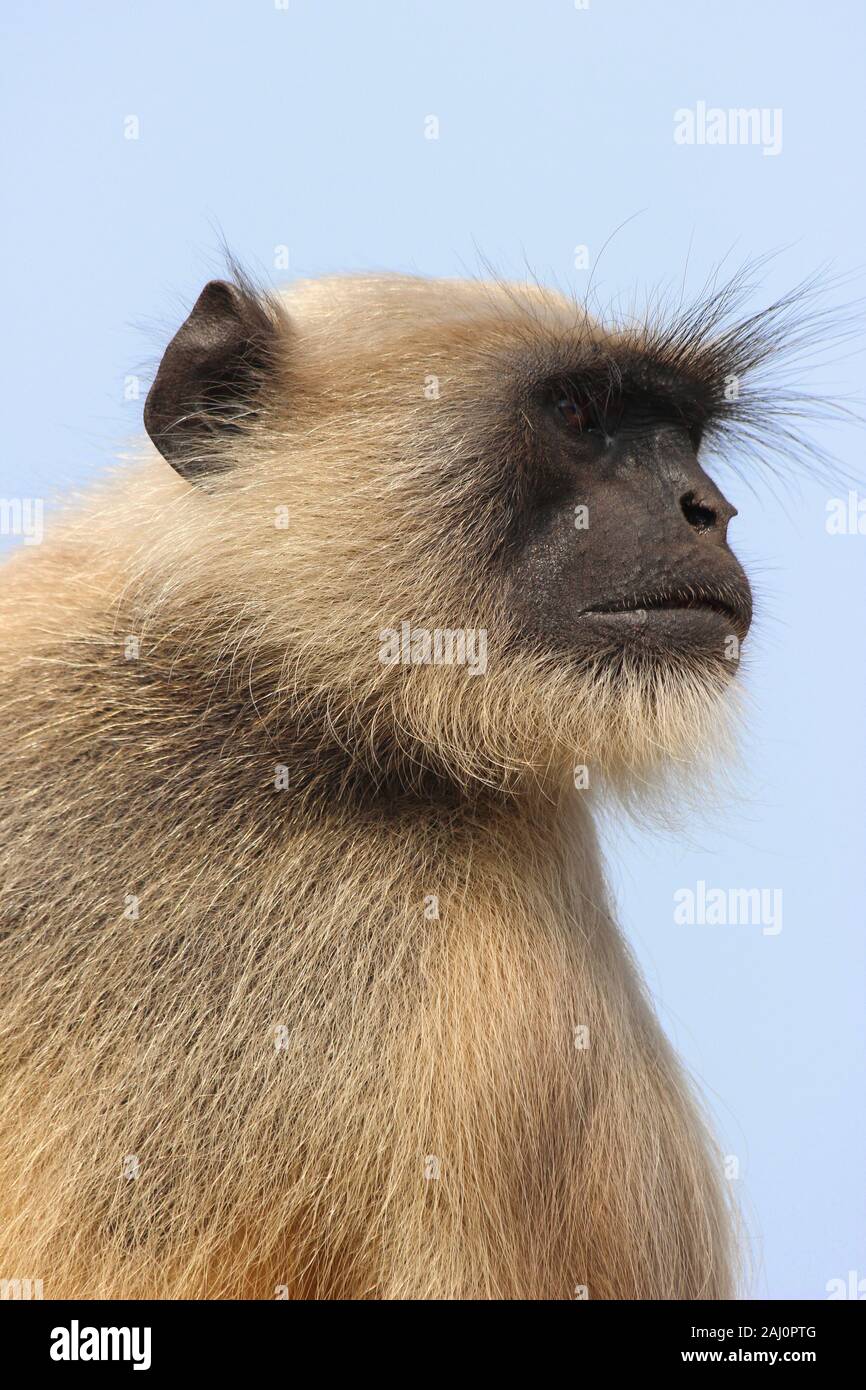 Northern Plains Grau Langur (Semnopithecus Entellus) - männlich starrte Stockfoto