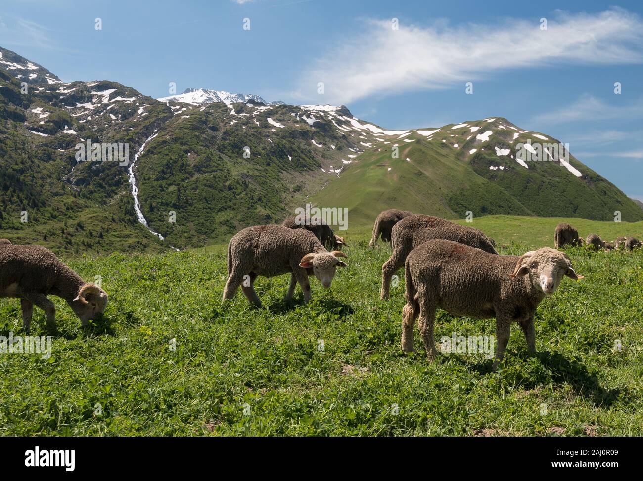 Eine Herde Schafe am Col de la Madeleine, Französische Alpen im Sommer Stockfoto