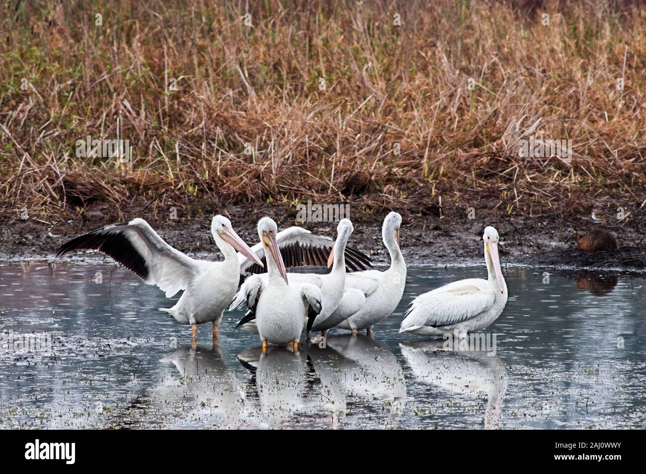 Feder TX USA-01--06-2016 - Fünf amerikanische Weiße Pelikane in einem Teich Stockfoto