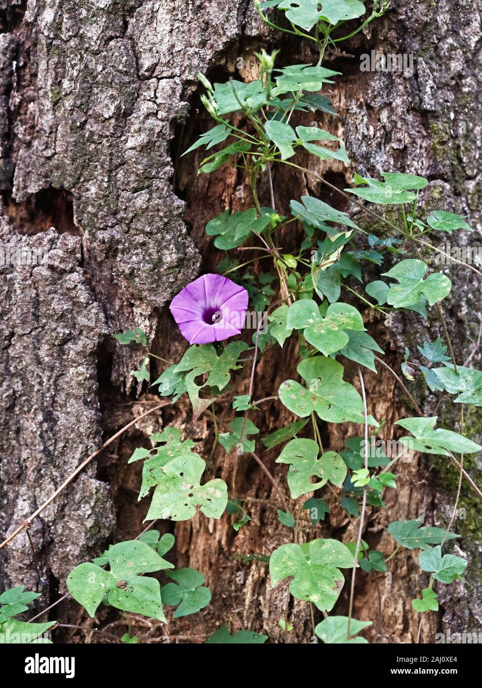 Feder TX USA - 10/10/2019 - wilde Blume wächst am Baum Stockfoto