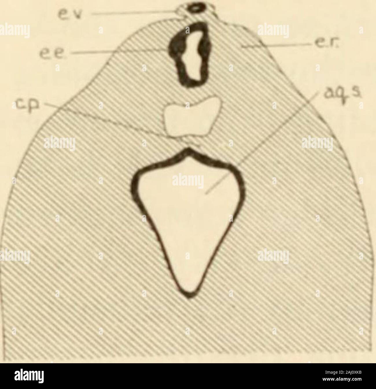 Zeitschrift für vergleichende Neurologie. Abb. 3 Abschnitt durch Epiphyse der 19 mm. Embryo, n 173. X15. Folie 12, Abs. 4. Abb. 4 Abschnitt durch Epiphyse der 28 mm. Embryo, H 91. X 10. Folie 9, Abs. 148. Ependyma Schwarz. 90 PERCIVAL BAILEY weiterhin das Foramen interventriculare wo Es dividesinto zwei Teile, die seitlichen Teil vorwärts in die floorof der lateralen Ventrikel (die Wurzel des corpusstriatum, Feigen. 2 und 23, c. n. i. R.), und der medialen Teil passingthrough das Foramen interventriculare, bilden seine, andextending in die seitliche Wand des Dritten ve Stockfoto Zeitschrift für vergleichende Neurologie. Abb. 3 Abschnitt durch Epiphyse der 19 mm. Embryo, n 173. X15. Folie 12, Abs. 4. Abb. 4 Abschnitt durch Epiphyse der 28 mm. Embryo, H 91. X 10. Folie 9, Abs. 148. Ependyma Schwarz. 90 PERCIVAL BAILEY weiterhin das Foramen interventriculare wo Es dividesinto zwei Teile, die seitlichen Teil vorwärts in die floorof der lateralen Ventrikel (die Wurzel des corpusstriatum, Feigen. 2 und 23, c. n. i. R.), und der medialen Teil passingthrough das Foramen interventriculare, bilden seine, andextending in die seitliche Wand des Dritten ve Stockfoto