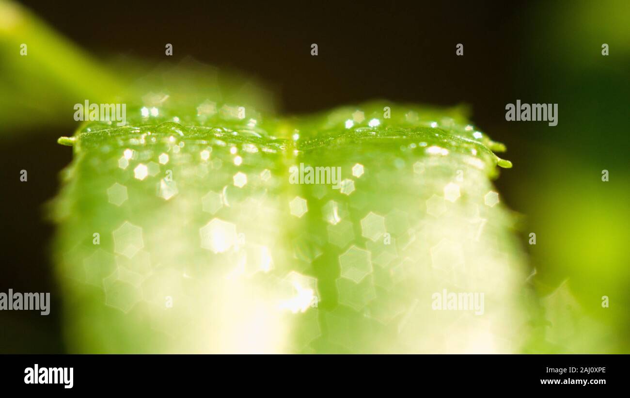 Das dichte Laub macht das Geheimnis in den wilden Wäldern aus. Die grünen Blätter haben Tau-Tropfen auf ihren Stielen, das Sonnenlicht glitzert hinter den Blättern Stockfoto