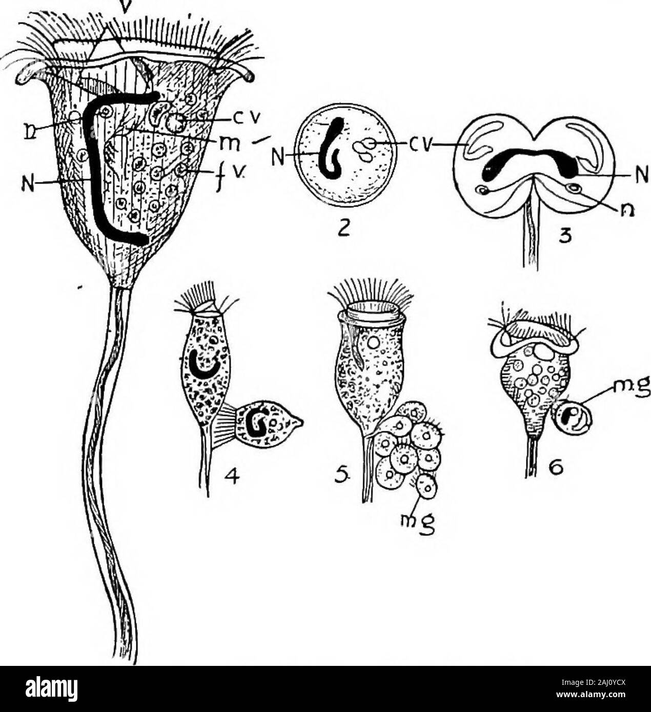 Grundzüge der Zoologie. complished, die Infusorians separate, andnuclear Wiederaufbau beginnt. Die Befruchteten micronucleus teilt intotwo (F), und jede Hälfte teilt wieder (G), so dass es gibt vier in eachcell. Zwei dieser Form der macronuclei der beiden Tochter - Infusprian cellsinto, die den Erlös zu teilen (H); die anderen beiden formthe Mikronuklei, aber vor einer anderen Division bei jedem againdivided hat. So wird jeder Tochter - Zelle enthält eine macronucleus und twomicronuclei. 5. Art der Protozoen - Vorticella Vorticella, oder die Glocke - animalcule, ist eine Art von thoseciliated Infusorians, in der Stockfoto