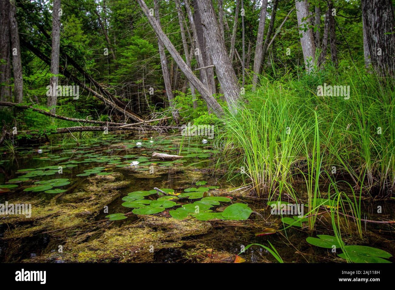 Wald Feuchtgebiete Landschaft. Grünen Waldes Feuchtgebiet mit Lily Pads und White Lotus Blumen in einem nördlichen Michigan Wald. Hartwick Pines State Park. Stockfoto