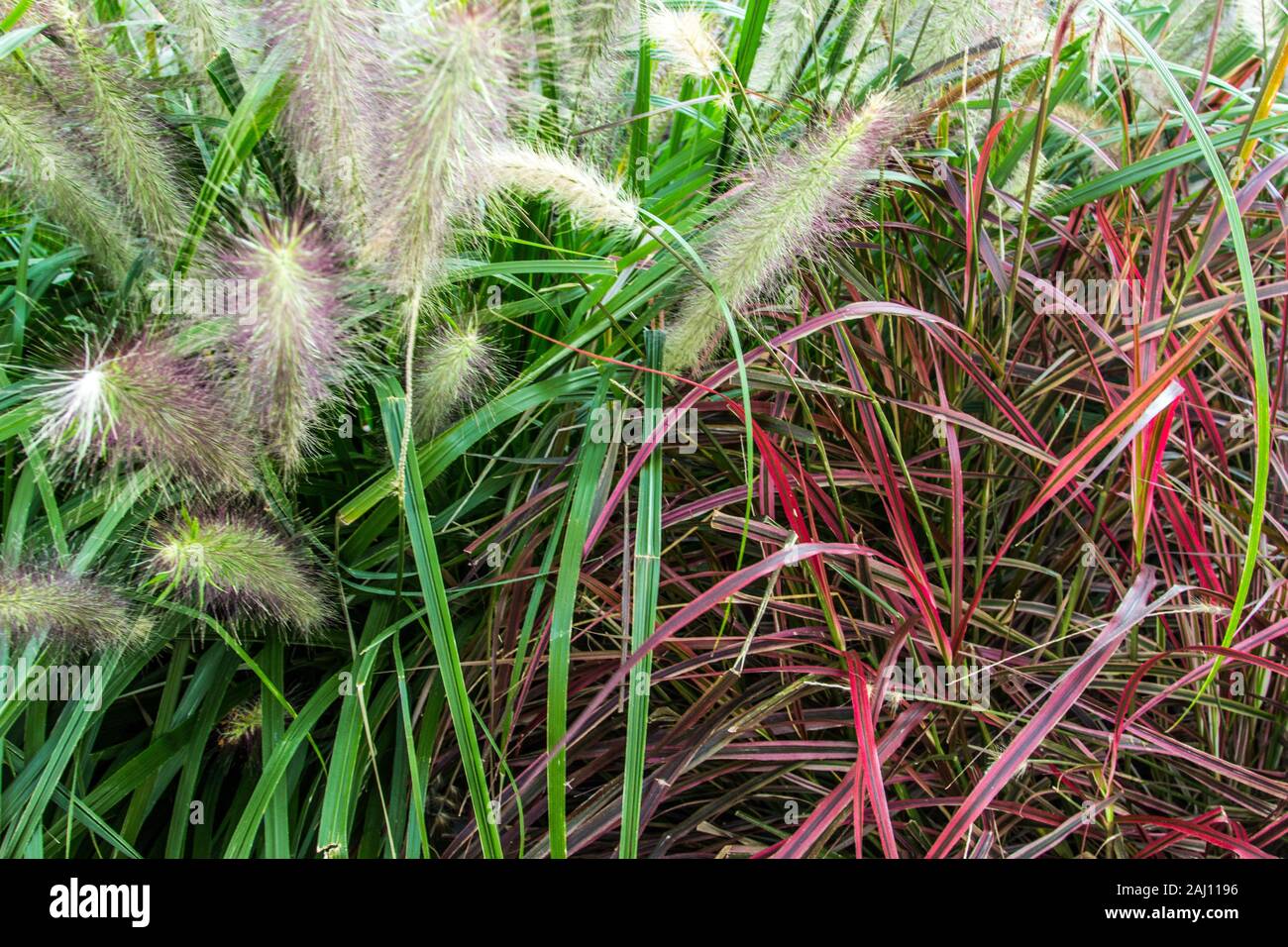 Ornamental Gras. Brunnen Gras ist eine winterharte Staude ornamental Gras in Yards für die Landschaftsgestaltung verwendet. Stockfoto