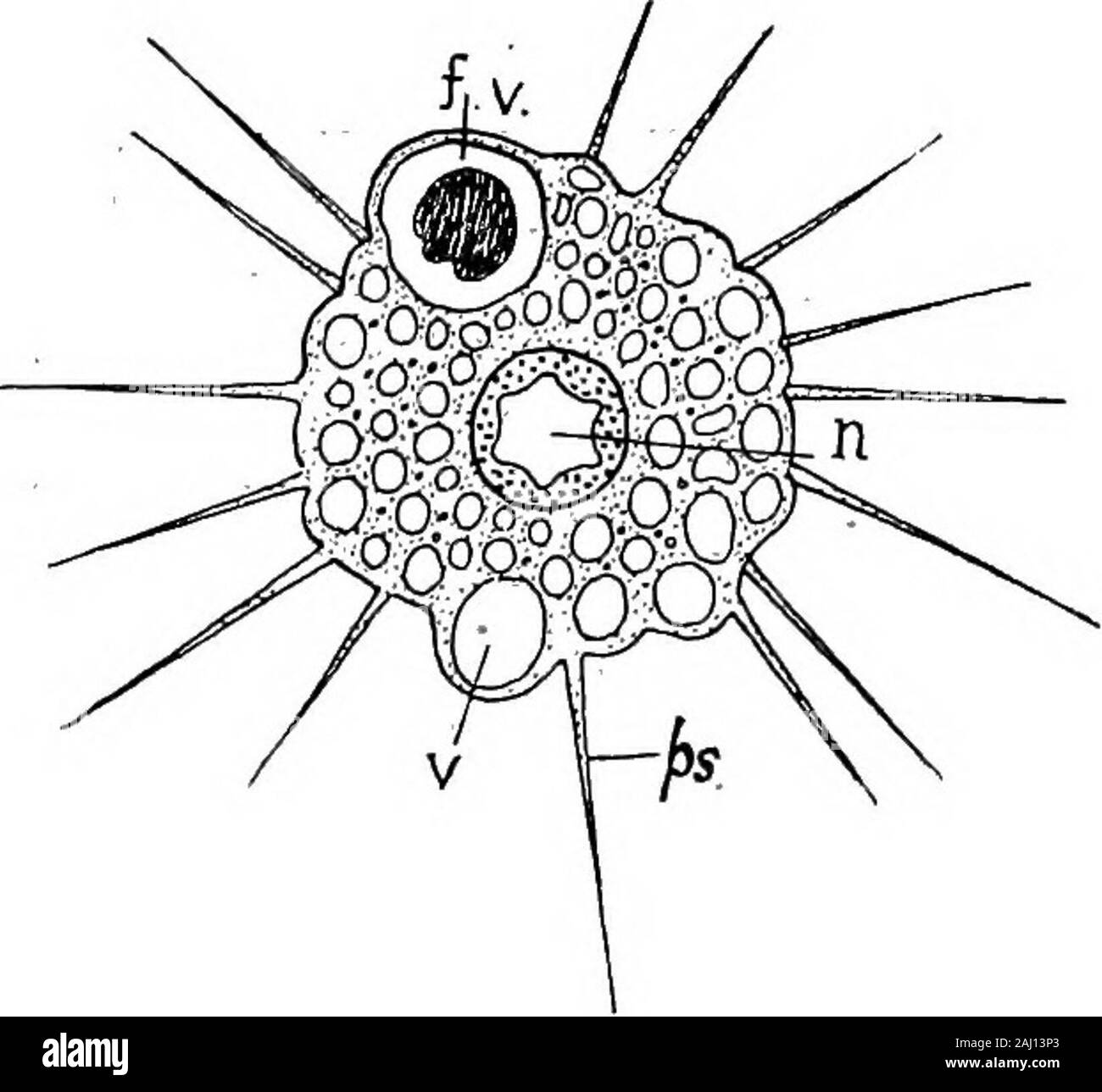 Grundzüge der Zoologie. Und enthält die großen, zentral gelegenen Kern. Leben Geschichte. - Eine Actinophrys maywithdraw seine Pseudo-Podia und divideinto zwei, mit Orwithout der Forma- eine Zyste. Eine Reihe von Individuen kann eine Zeit, die durch unitefor theectoplasm allein und separate ohne nuclearfusion in takenplace (plastogamy). Aber Schaudinn hasdescribed eine truesexual aninteresting analogueyto processwhich bietet die Prozesse der Reifung und Befruchtung in thehigher Tiere. Eine Anzahl von Einzelpersonen werden zusammen in einem commongelatinous Zyste. Jeder verliert seine pseudopodia und Formen amembranous c Stockfoto