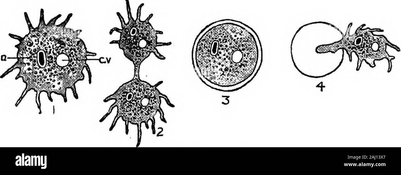 Grundzüge der Zoologie. Die Zelle, die in der Regel einzelne Kern liegt. Das Essen bestehtaus minute Algse wie Kieselalgen, oder pflanzliche ddbris. Es gibt Grund auch Kannibalismus zu vermuten. Die foodis durch den Finger umgeben - wie Prozesse, und versenkte 90 STAMM PROTOZOEN - die einfachste Tiere. Zusammen mit Wassertropfen, welche Form essen Vakuolen in thecell Substanz. In diese vakuolen verdauungsfördernden Fermenten fließen. Nach der verdaulichen Teile der Nahrung ha^ absorbiert worden, die unverdaute Rückstände erhielt Los wird an jedem Punkt der theprotoplasm. Eine oder mehrere kontraktile Vakuolen sind Einkommensniveau der Zelle Substanz. T Stockfoto