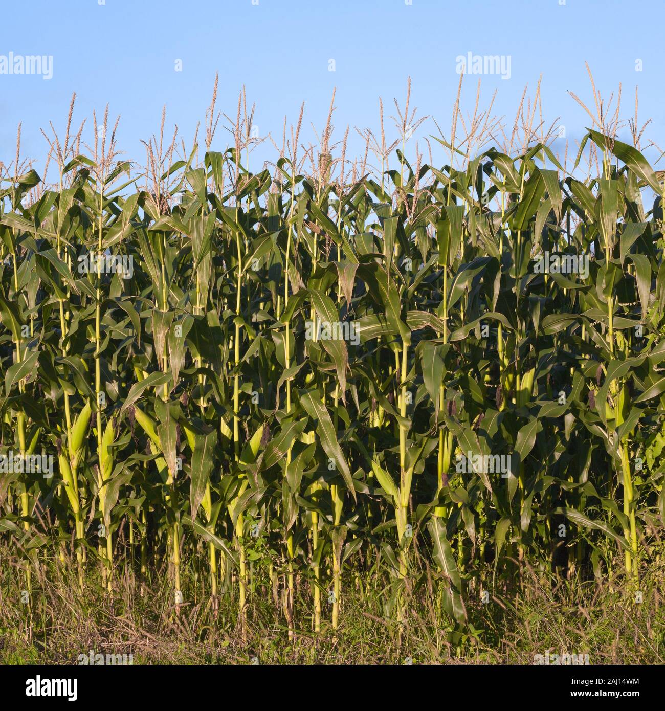 Maisfeld Stengel an einem sonnigen Tag Stockfoto
