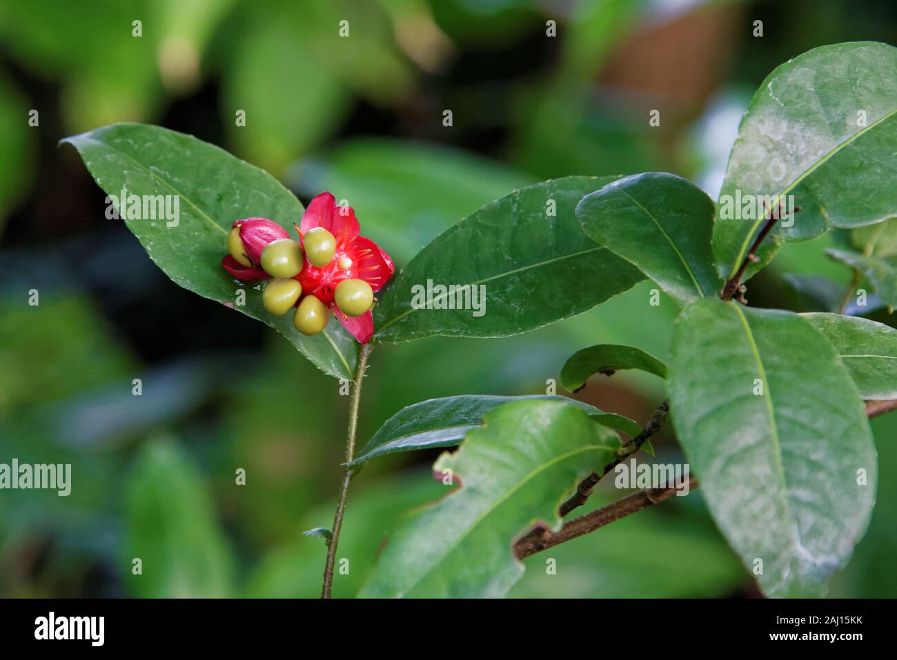 Ochna ist eine Gattung umfasst 86 Arten von immergrünen Bäumen, Sträuchern und shrublets aus der Familie der Ochnaceae. Stockfoto