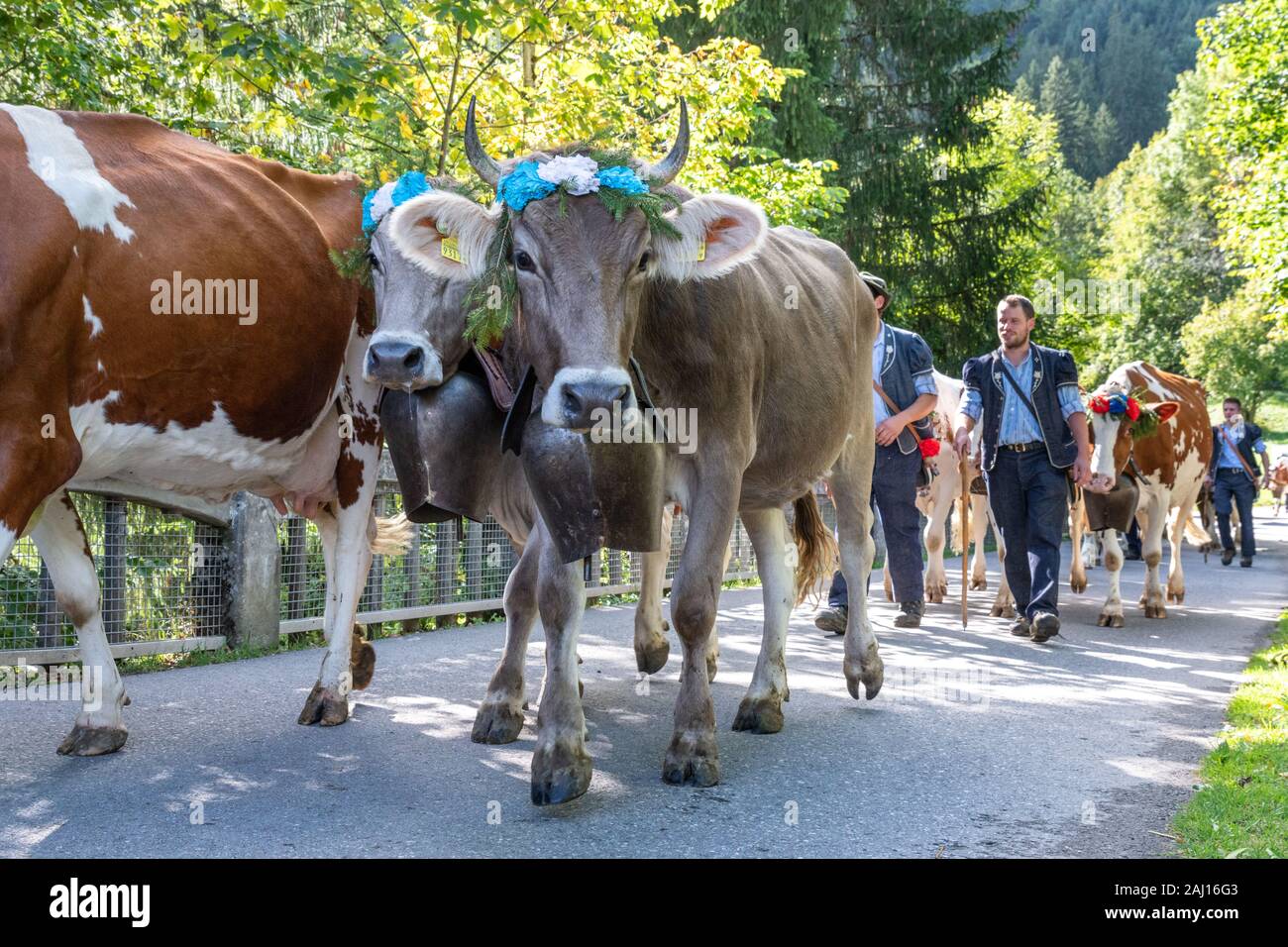 Charmey, Fribourg, Schweiz - 28 September 2019: Landwirte mit einer Herde von Kühen auf der jährlichen Wanderhaltung in Charmey in der Nähe von bulle, Freiburg Zone auf Stockfoto