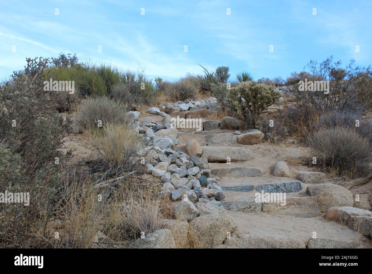 Indian Cove Trail, ein kurzer Trek, ca. 0,6 Meilen durch native phytocoenosis des Südlichen Mojave Wüste Joshua Tree National Park. Stockfoto