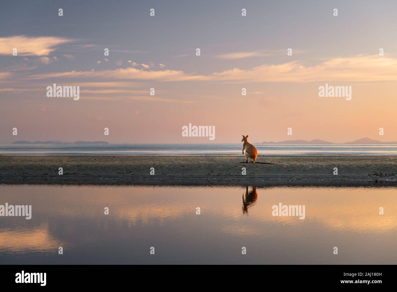 Agile Wallaby bei Sonnenaufgang am Strand. Stockfoto