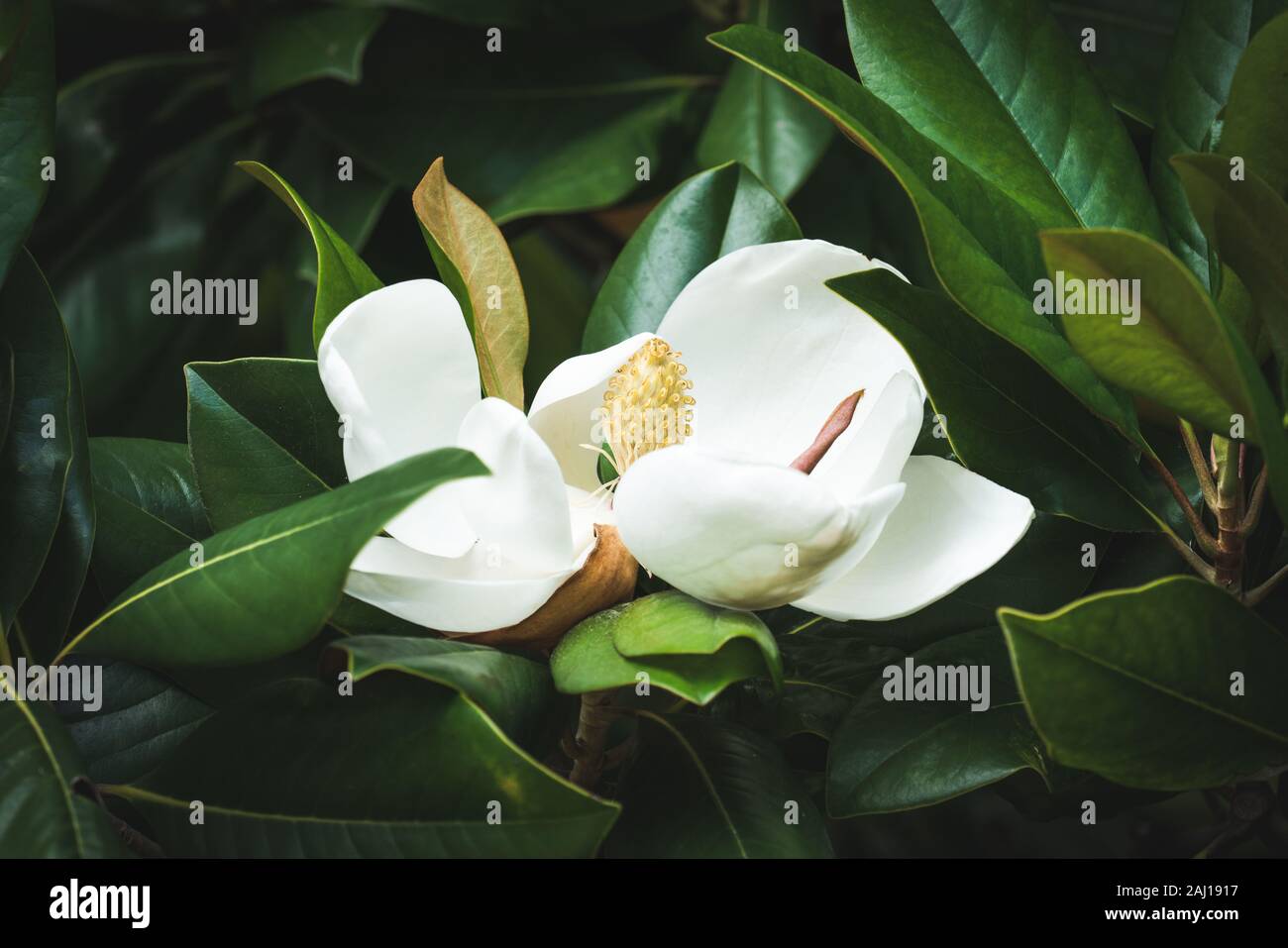 Schöne weiße Magnolia grandiflora Blume unter den grünen Blättern. Stockfoto