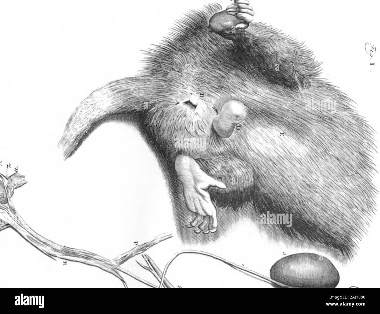 In einem Brief an Dr Edward Tyson eine Acconnt der Anatomie der Teile eines männlichen Opossum, unterscheiden sich von den Weibchen durch William Cowper, F R S.. 2!. ^ Stockfoto