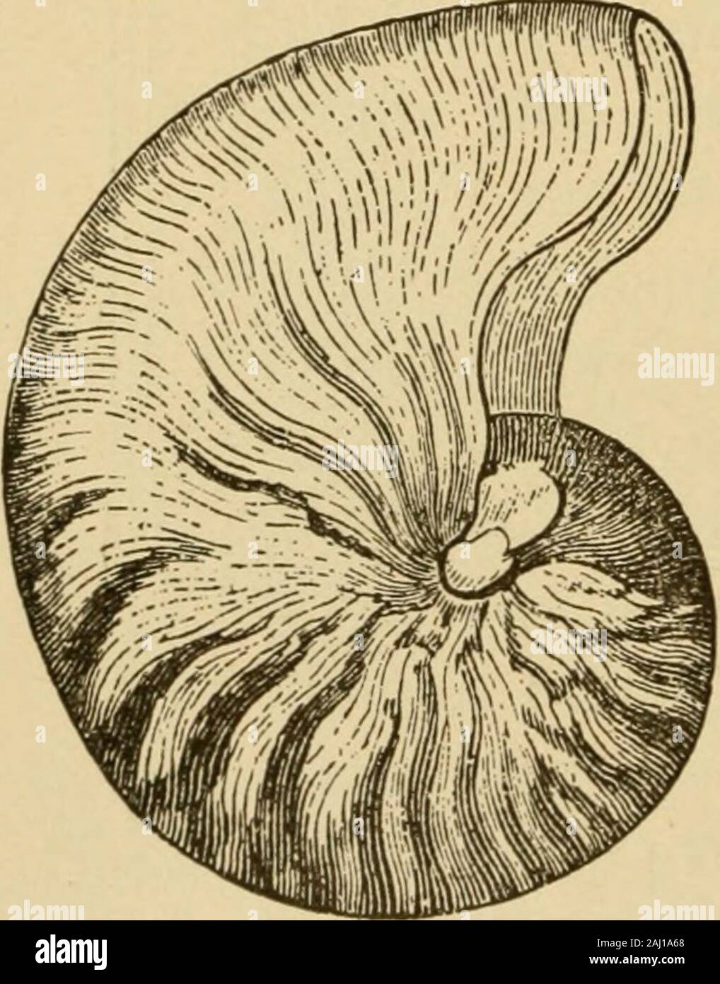 Das tierische Leben unserer Küste mit besonderem Bezug auf die New Jersey Küste und dem südlichen Ufer von Long Island. deshaving ein perliges Futter. Dies ist der shellof ein anderes Mitglied der Schulp fishgroup, zu Ruhm als der Spirula. Myriaden dieser Tanks bekannt sometimesfound über favorisierte Küste sind - Linien, aber die Sünde - linienverkehr Obwohl es erscheinen kann, der Anblick des lebenden Tieres ist eine von Naturen rari-Riegel. Der Datensatz der beobachteten specimensthus zeigt an, weit weniger als ein Dutzend Personen. Ac-cordingly, wir wissen aber wenig von den Gewohnheiten des theanimal bewohnen die Shell, und ebenso wenig von seiner distribut Stockfoto