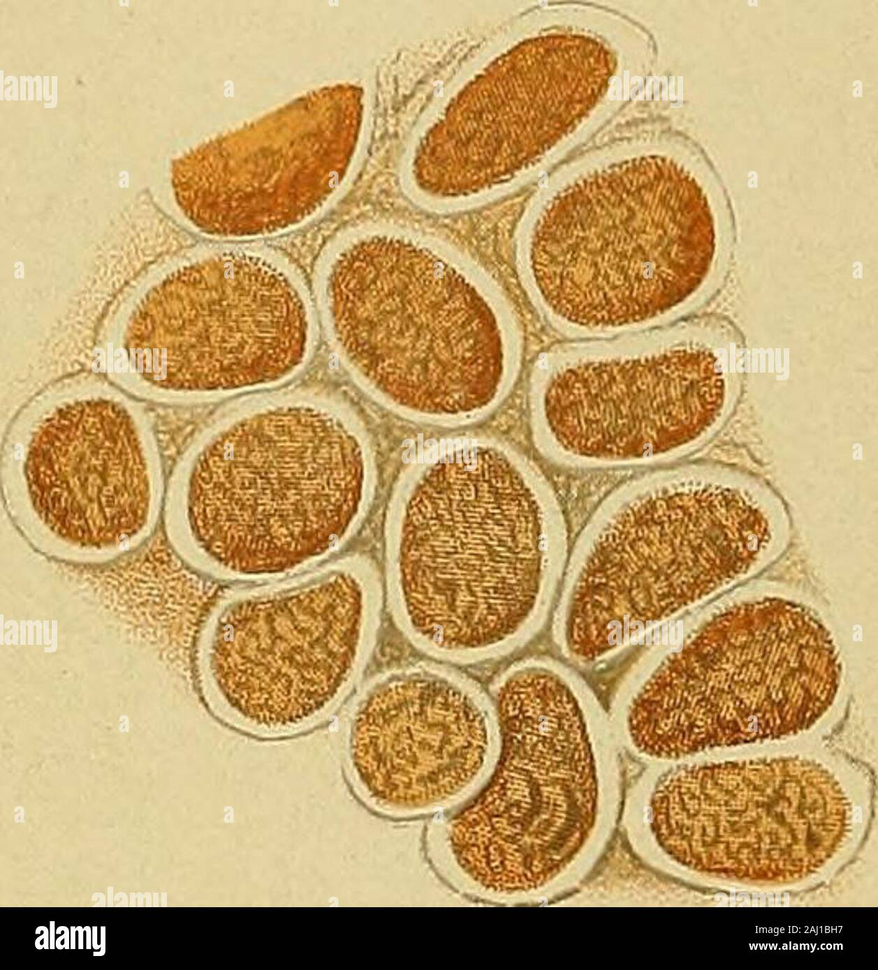 Diagnostische Methoden, chemische, bakteriologische und mikroskopischen: ein Lehrbuch für Studierende und Praktiker. strongvloides Intestinalis. Von Fasciola hepatica. Von t^ nia Nana. von uncinaria duodenalis. von uncinaria Americana. von taenia saginata Taenia Solium.. von opisthorchis Sinensis. 9. Ovum von opisthorchis felineus. 10. Ovum von cotylogonimus heterophyes 11. Ovum von taenia cucumerina. 12. Ovum von ascaris Lumbricoides. 13. Ovum von dicrocoelium lanceatum. 14. Ovum von bothriocephalus latus. 15. Ovum von trichiuris trichiura. 16. Ovum von oxvuris vermicularis. Platte Vn.. Stockfoto