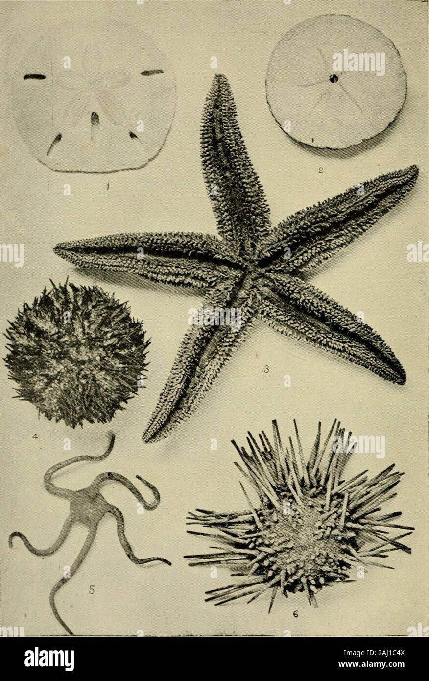 Das tierische Leben unserer Küste mit besonderem Bezug auf die New Jersey Küste und dem südlichen Ufer von Long Island. 1. Mellita. 4. Strongylocentrotus. (Platte 5,) 2. Ecliinaraclinius. 5. Ophiura. 3 Astenas. 6. Arbacia. &Gt;^^^ rJjV das tierische Leben - TV UNSERER KÜSTE. Mit besonderem BEZUG AUF DIE NEUE JERSEYCOAST UND DIE SÜDLICHEN SHOREOF LONG ISLAND. Von ANGELO HEILPRIN, Professor für Paläontologie an der Wirbellosen und Curator-in-Gebühr, die von der Akademie der Naturwissenschaften von Philadelphia; Professor für Geologie an der Wagner sich Institut für Wissenschaft, Philadelphia. Thema der Stadt Geologie: Die weniger Stockfoto