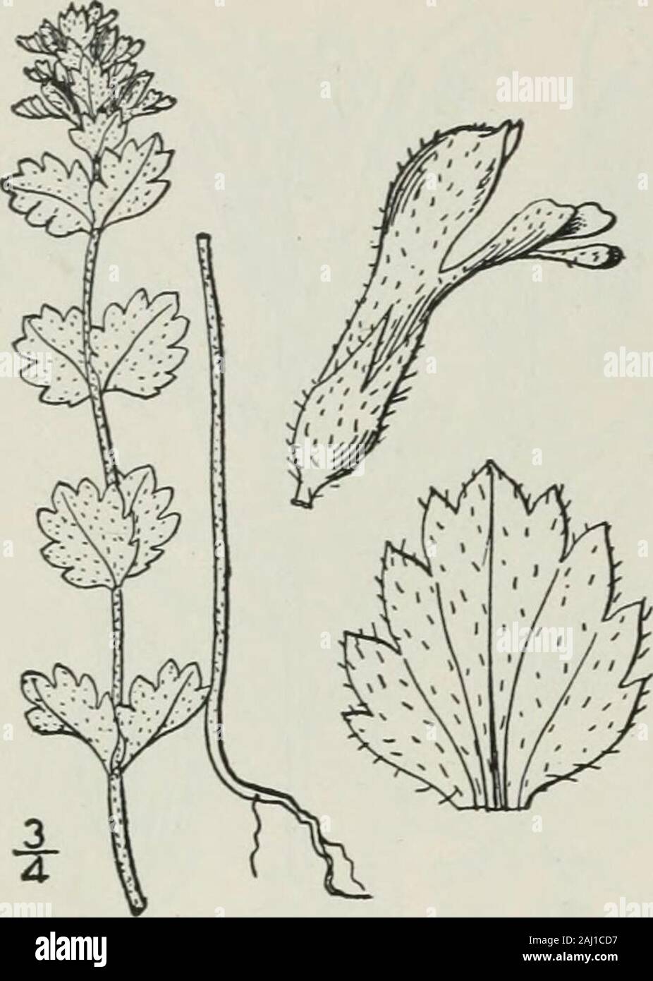 Eine Illustrierte Flora von der nördlichen USA, Kanada und die britischen Besitzungen: von Neufundland zu den Parallelen der südlichen Grenze von Virginia und vom Atlantik westwärts nach dem 102 Meridian. 2 lS SCROPHULARIACEAE.. Vol. III. 2. Euphrasia americana Wettst. Haarige Eye-hell. Augentrost. Abb. 3841. Euphrasia americana Wettst. Mo. Euph. 127. 1896. E. canadensis Townsend, Journ. Bot. 36: Ich. 1898. Jährliche, Stängel behaart mit Crisped Haare, oftenat Länge viel verzweigten, 4-io hoch. Blätter gla-brous, oder spärlich behaart, ovalen bis oval, stumpfen oracutish an der Spitze, 3-5-zu Stockfoto