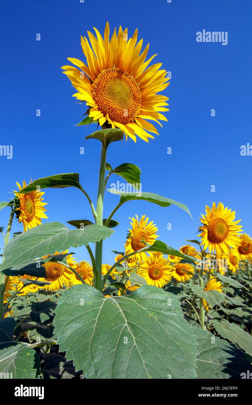 Anpflanzung von Sonnenblumen mit einem blauen Himmel Tag Stockfoto