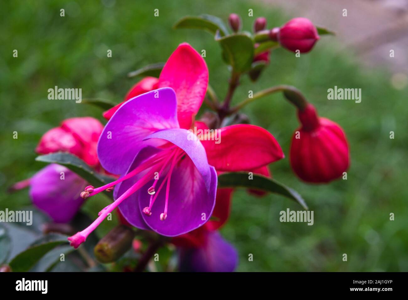 Pink Flower 'Purple Rain' 1. Stockfoto