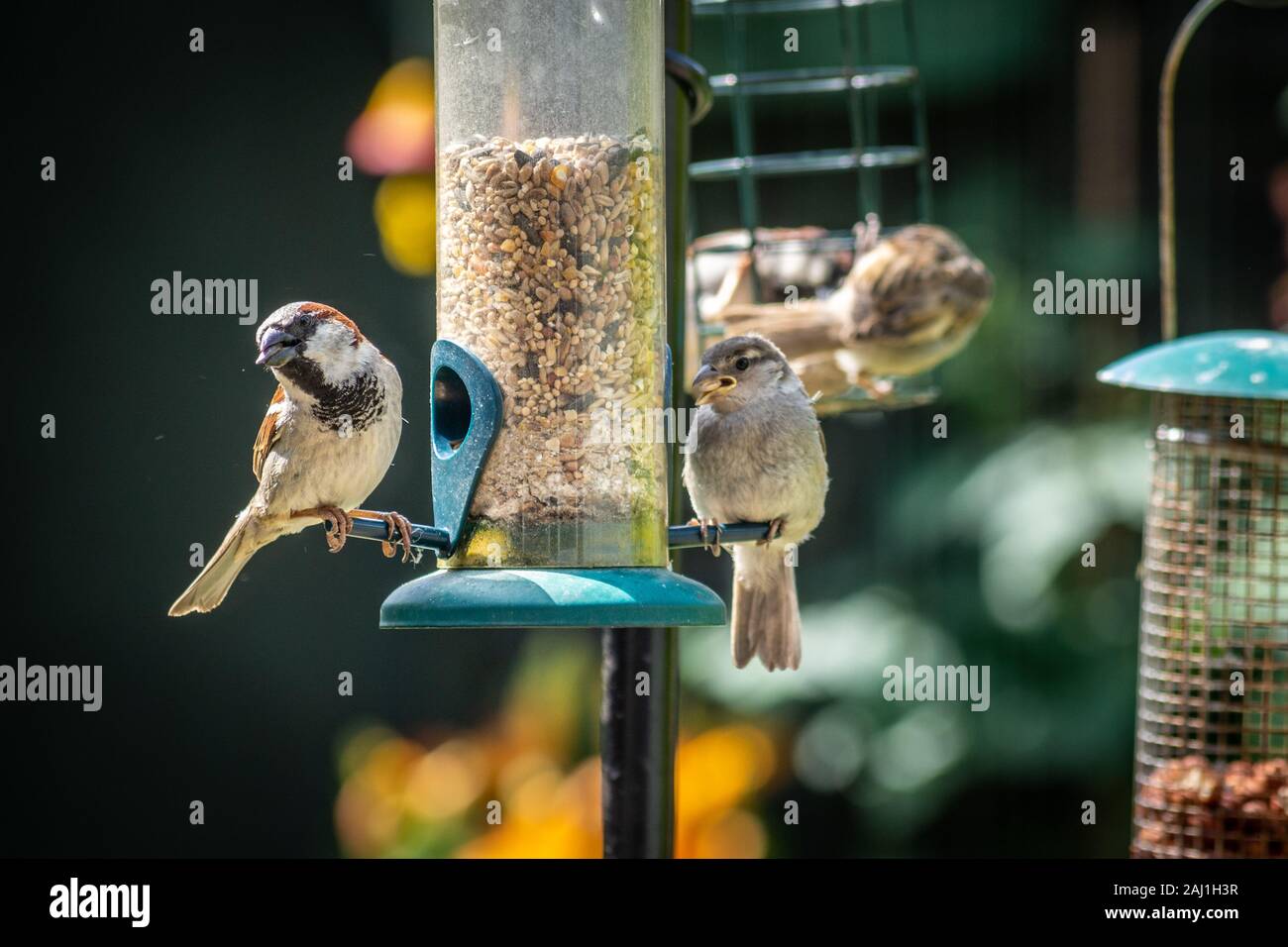 Haus spatzen Essen bei Bird Feeder 1 Stockfoto