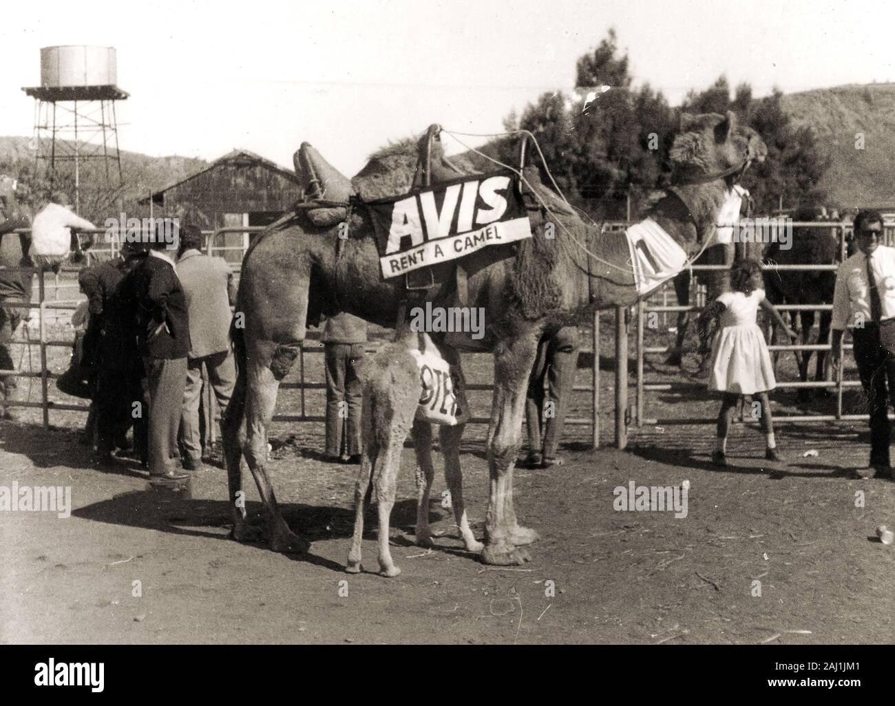 1972 - Avis Rent a Camel, einer der Wettbewerber in der Camel Cup Rennen in Alice Springs, Australien. Stockfoto