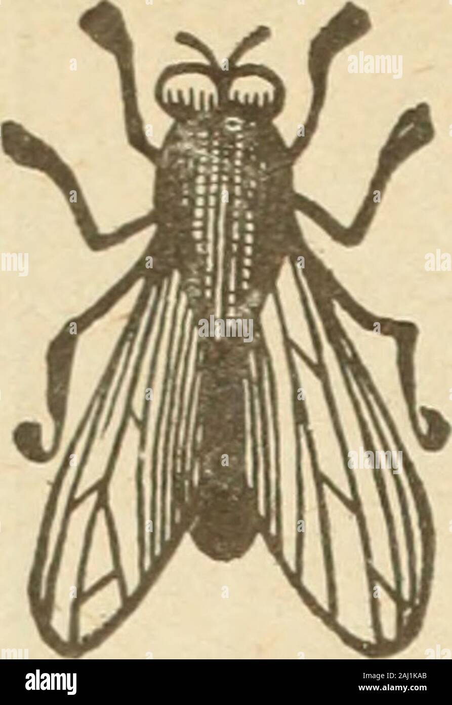 Le quincaillier (Juillet-Decembre 1907). sans noyauxCerises rouges sans noyauxCerises blanches sans Noy. 3 Es rouges avec noyauxCerises blanches avec Noy. lobt de Strop, 2 lb.... dozFraises [confitures] 2 Pfund ... Doz 0,00 2,50 lobt Ann l ieaines 1 lb.... Doz 0,00 1,60 mlbolses. . 2 Pfund ... Doz 1,75 1.771 Framboises [solid Pack]. Gallone 8,65 Gadelles rouges [Solid], Gall. 0.00 liegt Rouges [Standard] gallonles Noires [Solid] gal. eilles.... 2 lbs. Mures.... 2 lbs. 2 lbs lbs.. lbs.. 0,00 2,25 2,00 2,10 2,80 0,00 2,25 2,25 2,4 1,75 1,90 0,00 1,60 2,40 2.021 2.124 2.321. 1,00 2.2752.27* Stockfoto